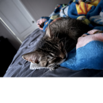my cats name is lint