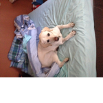 The dogs rule the cats drool I love dogs