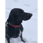 Puppy loving pepole
