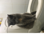 Potato’s are so pooping cool