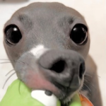 BORK <3
