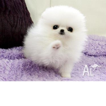 Littel Dog Group