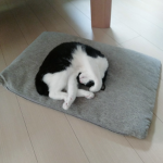 ロブロックスのゲーム部屋