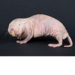 fat mole rats