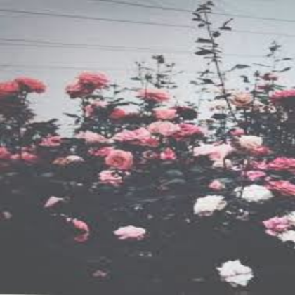 aesthetic flowers Roblox decal