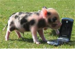 pigys are awesome group