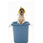 Trash Dog