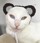 PEOPLE WHO LOVES PANDA