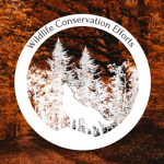 Wildlife Conservation Efforts