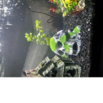 Fishys Tanks