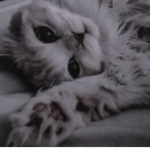 pawhprintt