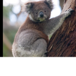 Epic Koalas