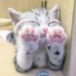 pawsys