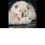 RATS SIS RULES