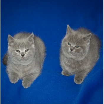 two of them