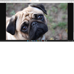 The Pugs Squad!