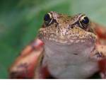 Frog hops