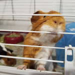 Fluffy animal games
