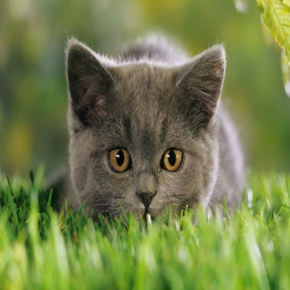 Kitten