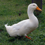 DucksCanFly