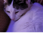 my cat reaveal if 10 players