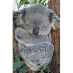 KOALA are my fav