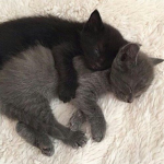 $purrr