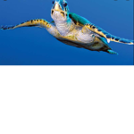 Team turtles123