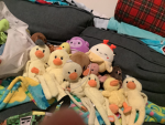 Quackerjax 12222