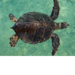 BEST TURTLE PEOPLE