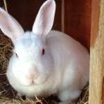 BOBO THE RABBIT