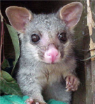 The Awesome Possums
