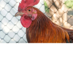 ~Chicken~army~