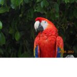 The Parrots Team Group