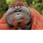 Awesome Orangutans