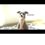 Kermit the dog club