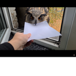 O. W. L