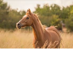 Horse UwUz
