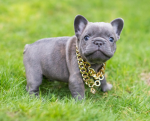 FRENCH BULLY