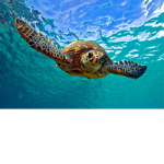 undersea