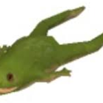 Frogi Productions