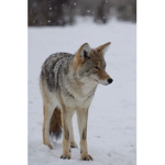 Coyote Paradise