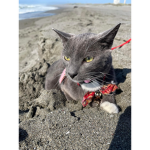 lokiiiiii cat