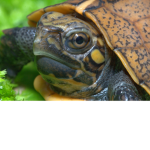 the terrific turtle