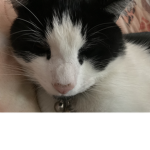 My fav cat