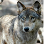 Wolfs love love