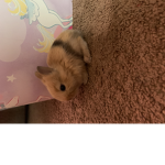 Bunny cut