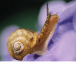 snails are good