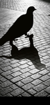 Theshadow wrold