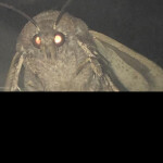 Moth Simulator